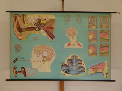 Gehör Gleichgewichtssinn Ohren HNO-Arzt Praxis 1965 Wandbild 167x112cm