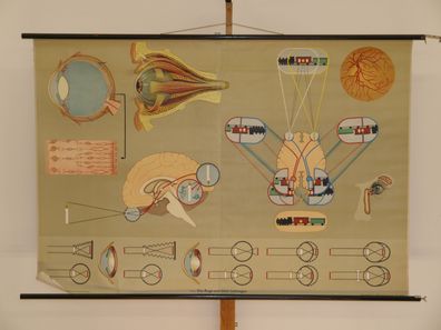 Auge Augenarzt Optiker Sehleistung Ausbildung Mediziner 1965 Wandbild 169x115cm