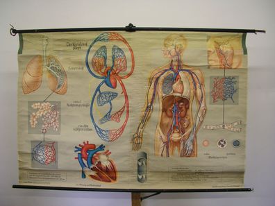 Atmung und Blutkreislauf Lunge Herz Sauerstoff Atem 1965 Wandbild 169x115cm