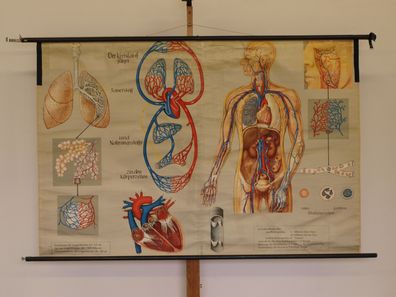 Atmung und Blutkreislauf Lunge Herz Sauerstoff Atem 1965 Wandbild 166x111cm