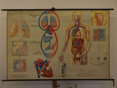 Atmung und Blutkreislauf Lunge Herz Sauerstoff Atem 1965 Wandbild 167x112cm