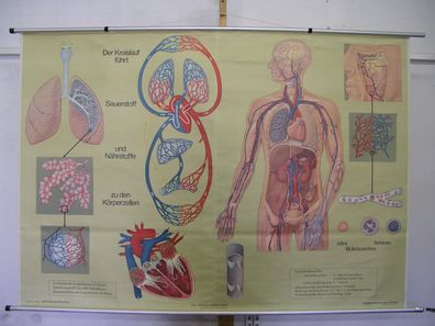 Atmung und Blutkreislauf Lunge Herz Sauerstoff Atem 1968 Wandbild 168x118cm