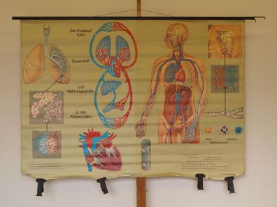 Atmung und Blutkreislauf Lunge Herz Sauerstoff Atem 1968 Wandbild 166x119cm