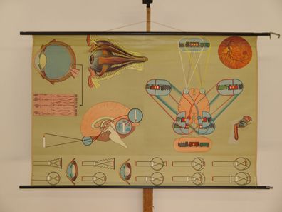 Auge Augenarzt Optiker Sehleistung Ausbildung Mediziner 1965 Wandbild 164x110cm