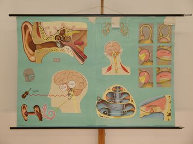 Gehör Gleichgewichtssinn Ohren HNO-Arzt Praxis 1965 Wandbild 166x116cm