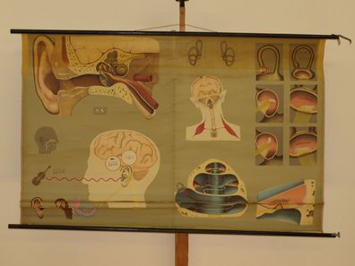 Gehör Gleichgewichtssinn Ohren HNO-Arzt Praxis 1965 Wandbild 166x108cm