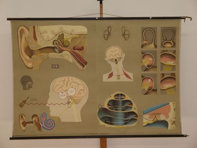 Gehör Gleichgewichtssinn Ohren HNO-Arzt Praxis 1965 Wandbild 169x116cm