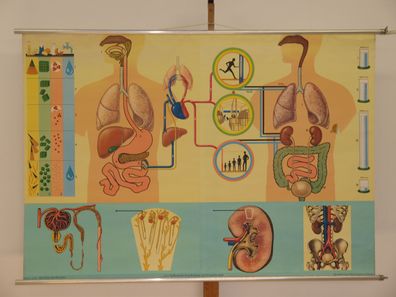 Ernährung Stoffwechsel Ausscheidung Wasserhaushalt 1965 Wandbild 166x115cm