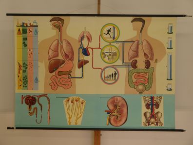 Ernährung Stoffwechsel Ausscheidung Wasserhaushalt 1965 Wandbild 165x115cm