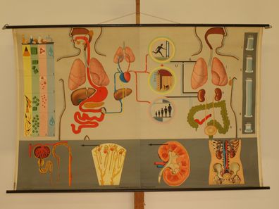 Ernährung Stoffwechsel Ausscheidung Wasserhaushalt 1965 Wandbild 176x116cm