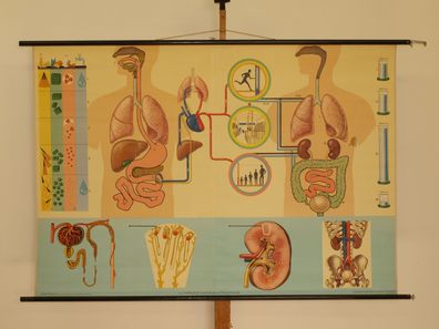 Ernährung Stoffwechsel Ausscheidung Wasserhaushalt 1965 Wandbild 167x115cm