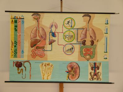 Ernährung Stoffwechsel Ausscheidung Wasserhaushalt 1965 Wandbild 166x114cm