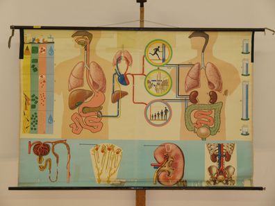 Ernährung Stoffwechsel Ausscheidung Wasserhaushalt 1965 Wandbild 169x112cm