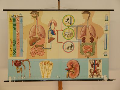 Ernährung Stoffwechsel Ausscheidung Wasserhaushalt 1965 Wandbild 168x114cm