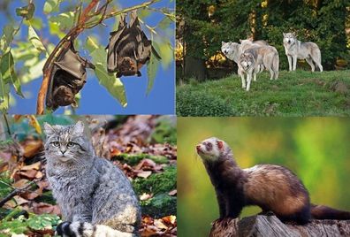 3 D Ansichtskarte Fledermaus Wolf Wildkatze Postkarte Wackelkarte Hologrammkarte Tier