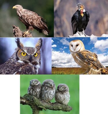 3 D Ansichtskarte Vögel Vogel Adler Eule Postkarte Wackelkarte Hologrammkarte Tier