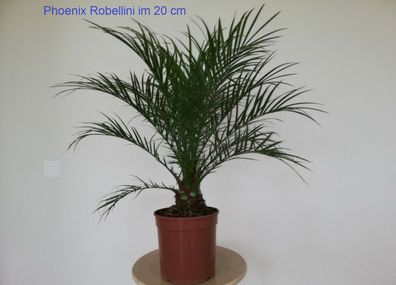 Phoenix roebellini im 22 cm Topf
