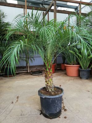 Phoenix Roebelenii - Zwergdattelpalme im 30 cm Topf