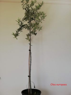 Olea europaea im 20 cm Topf