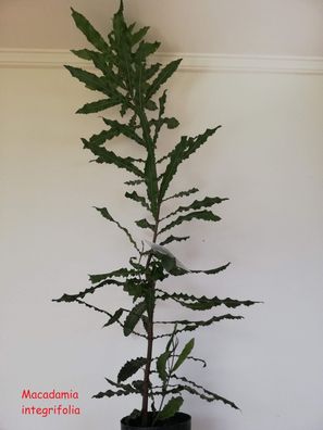 Macadamia integrifolia, Macadamiabaum
