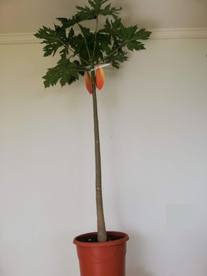 Papayabaum - sweet sense im 26 cm Topf