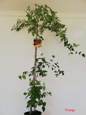 Pitanga, Pitangabaum, Pitanga-vermelha, cerejeira-brasileira, Surinamkirsche