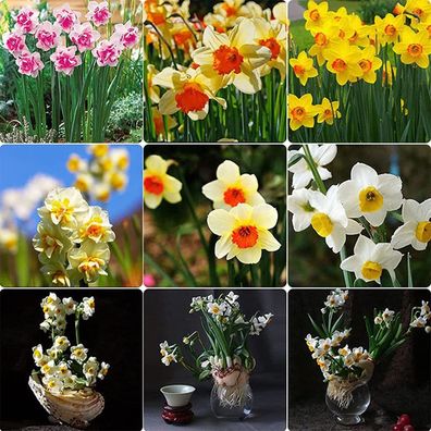 400 Teile/ Beutel Non-GMO Narcissus Samen hohe Keimrate, schnell wachsende gemischte