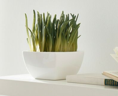 Kunstpflanze im Keramiktopf inklusive Dekosteine Mittagsblume Höhe 20 cm