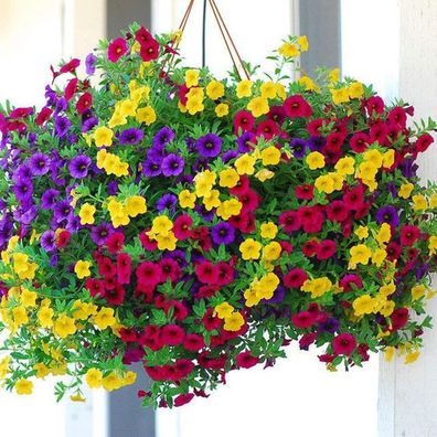 100 Stück Zwerg Petunia Samen Blumenpflanze Hausgarten Balkon Bonsai Veranda Dekor Hü
