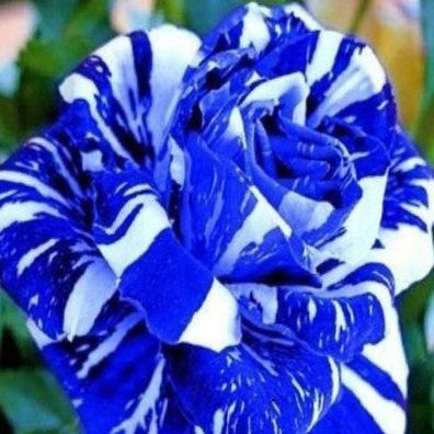 100Pcs Rose Samen Seltene Produktive Blau Bonsai Garten