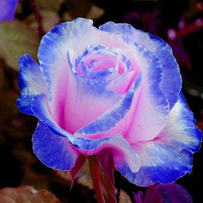 Rosen-Samen Fragrant Seltene Pflanzen Blau-Rosa Bloom Desktop-Pflanzensamen