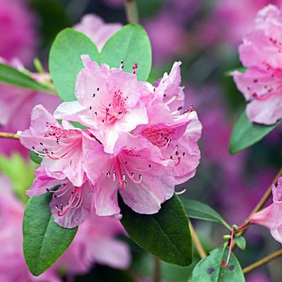Rhododendron Samen