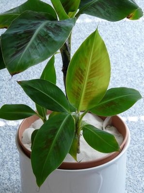 Musa Dwarf cavendish - Zwerg-Essbanane Zimmerpflanze Grünpflanze