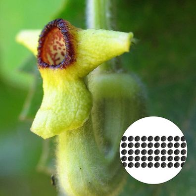 Aristolochia Tomentosa Samen