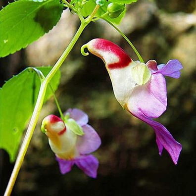 Papageienblumensamen