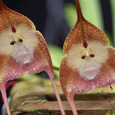 Affe-Gesichts-Orchideen-Blume
