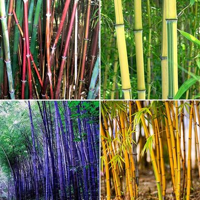 Bambus Samen