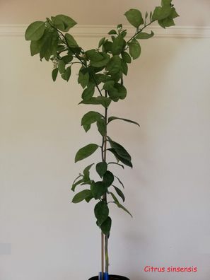 Naranjo Lane Late - Orangenbaum sinensis