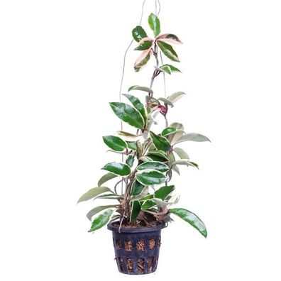 Hoya carnosa Albomarginata Wachsblume Porzellanblume Zimmerpflanze