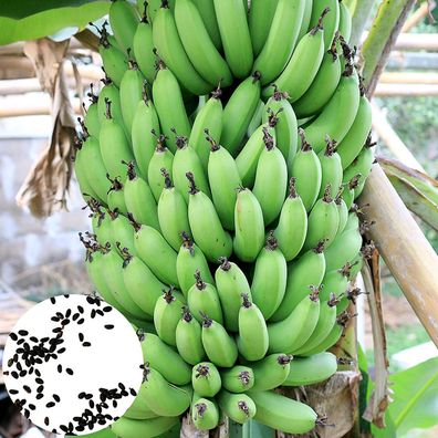 Banana Samen