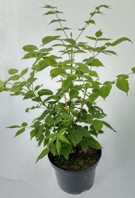 Tetradium danielii hupehensis - 2 Stck. Bienenbaum ca. 40 cm, Duftesche