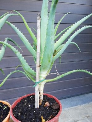 Aloe arborescens im 18 cm Topf