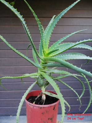 Aloe arborescens im 22 cm Topf