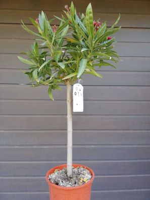 Oleander, Nerium Oleander, Copa 20 cm Topf