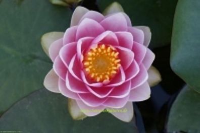 Seerose Nymphaea Madame Wilfrom Gonnere Seerosen Teichpflanze Teichpflanzen