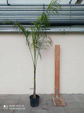 SUPER-SALE: Roystonea regia Königspalme aus Spanien Gesamthöhe 2-3m Palme