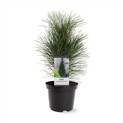 Exklusiv: Säulen-Schwarzkiefer Pinus nigra 'Green Tower' 50-60cm winterhart