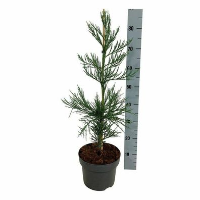 Sequoiadendron giganteum Mammutbaum Bergmammutbaum Pflanze 80-110cm winterhart