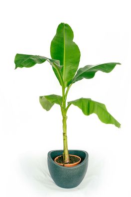 Musa Basjoo Set Japanische Faserbanane Pflanze Banane winterhart 140-170 cm