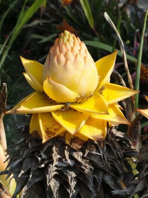 Musella lasiocarpa Goldene Lotus-Banane schöne Blüte Pflanze 50-70cm winterhart
